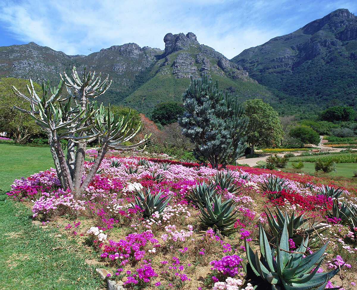 The Kirstenbosch National Botanical Garden in Cape Town.