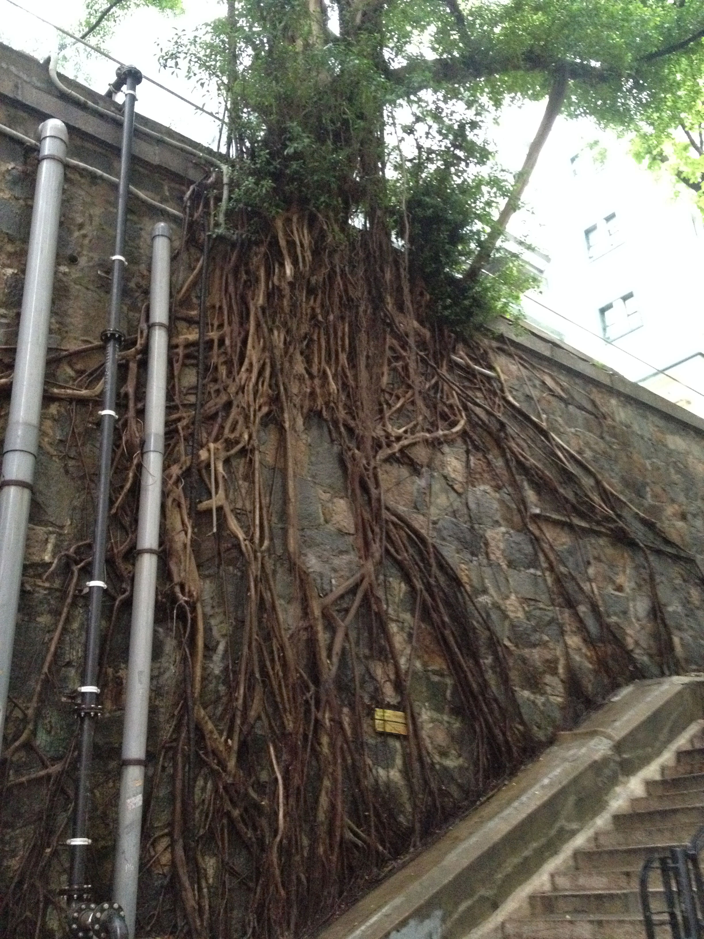 Tree root systems on old stone walls in Central display <em>aphercotropism</em>, the tendency of an organism to grow around an obstacle.
